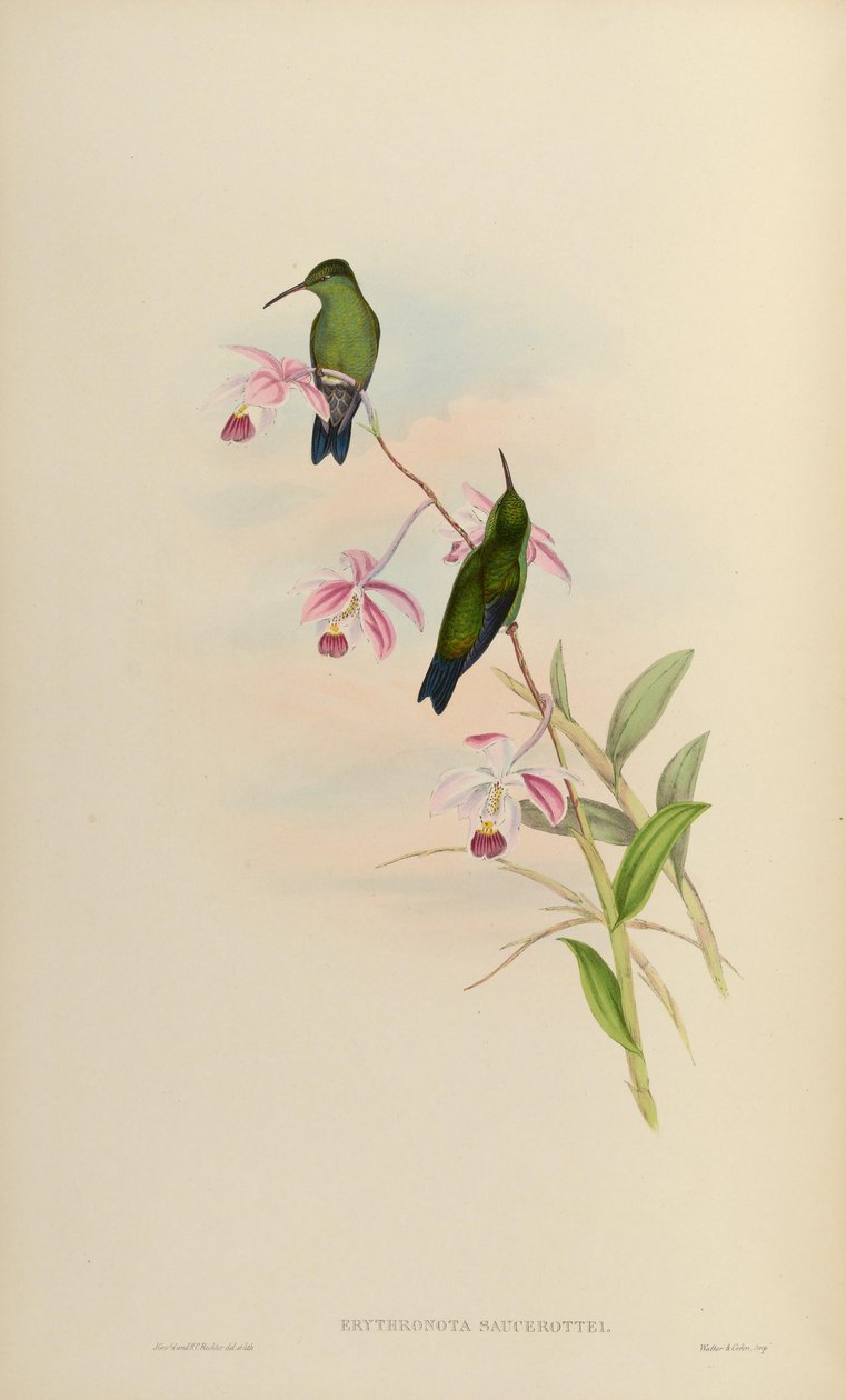 Erythronota saucerottei = Amazilia saucerrottei saucerrottei autorstwa John Gould