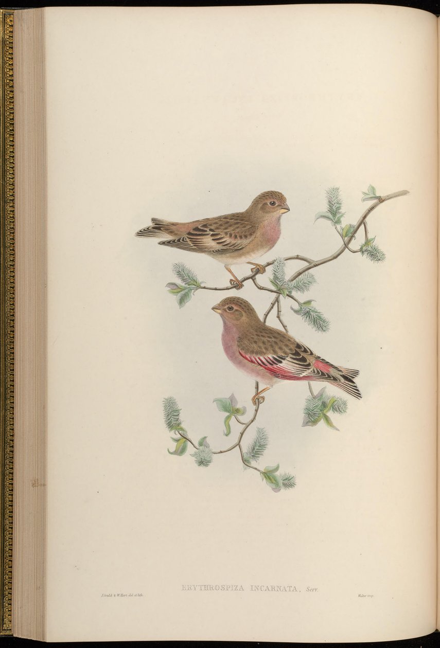 Erythrospiza incarnata = Bucanetes mongolicus [2] autorstwa John Gould