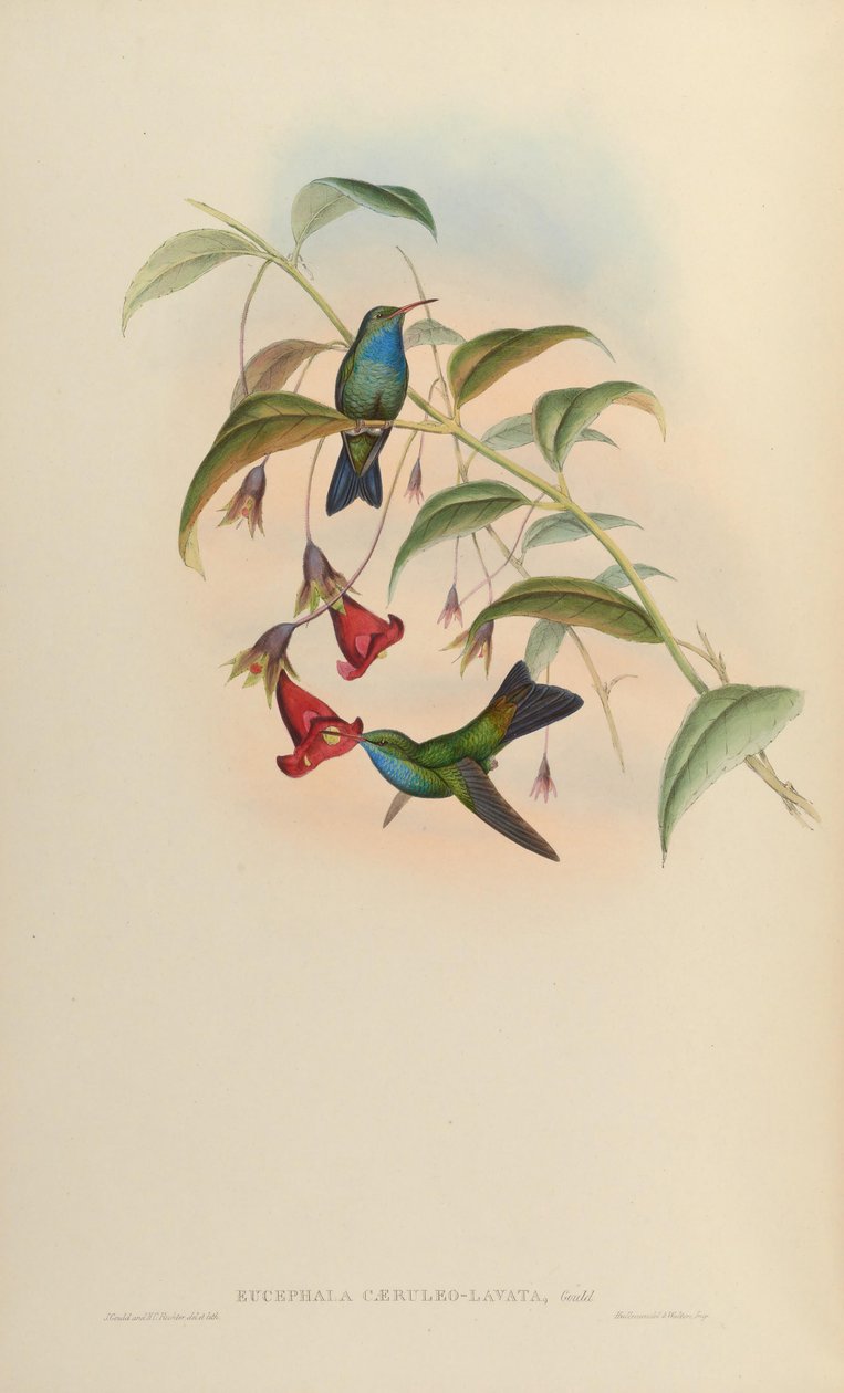 Eucephala caeruleolavata = ? - znany tylko z okazu typowego z południowo-wschodniej Brazylii; traktowany jako ważny gatunek przez Cory