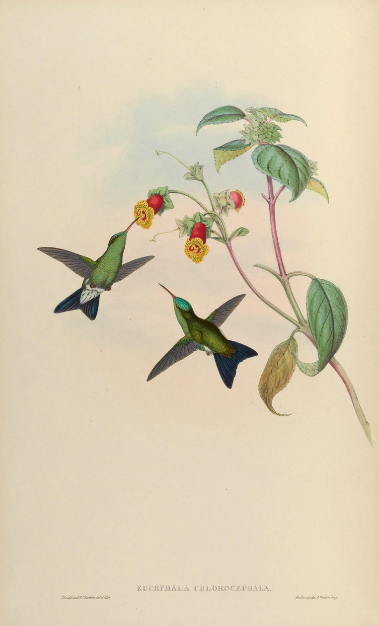 Eucephala chlorocephala = ? autorstwa John Gould