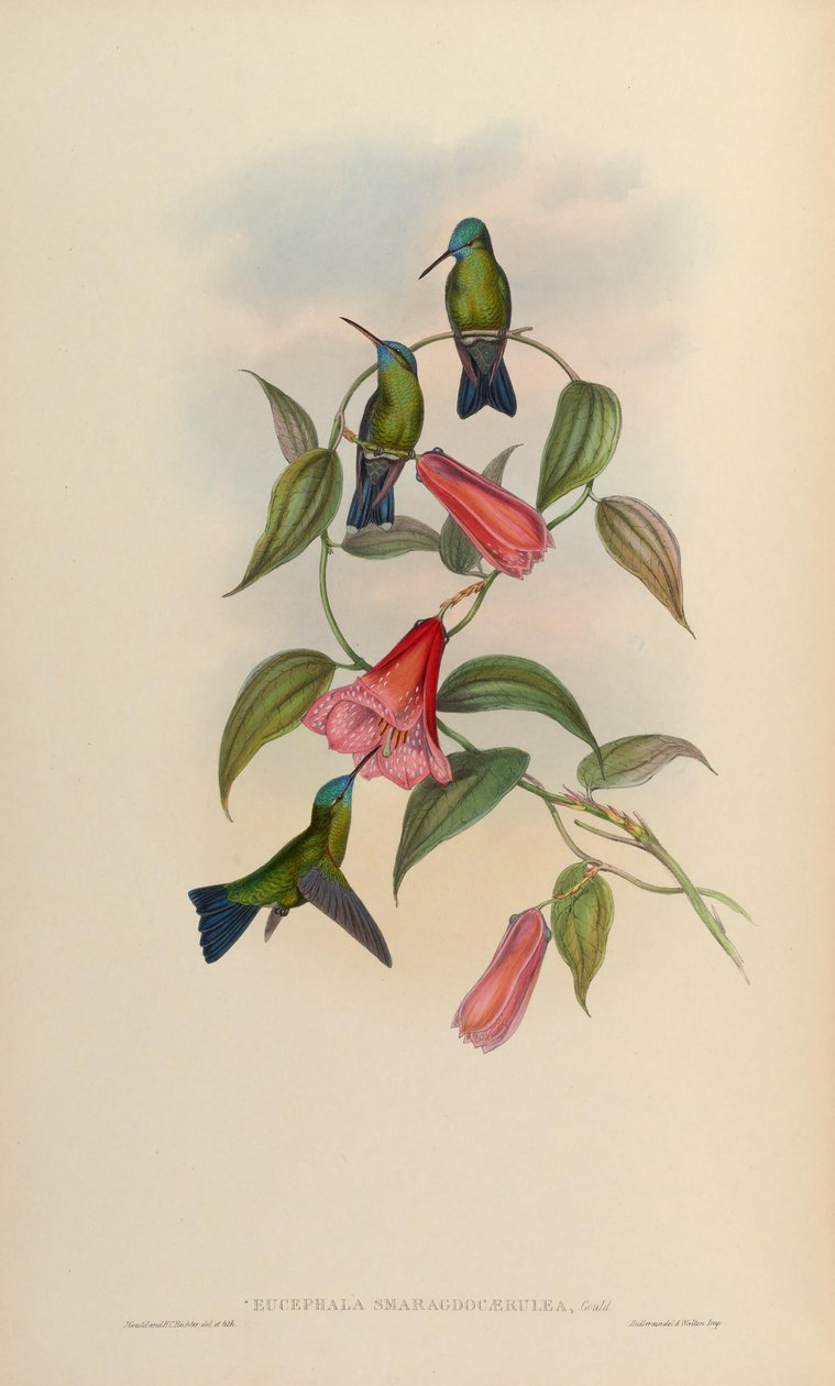 Eucephala szmaragdowo-niebieska = Chlorestes notatus X Thalurania glaucopis autorstwa John Gould