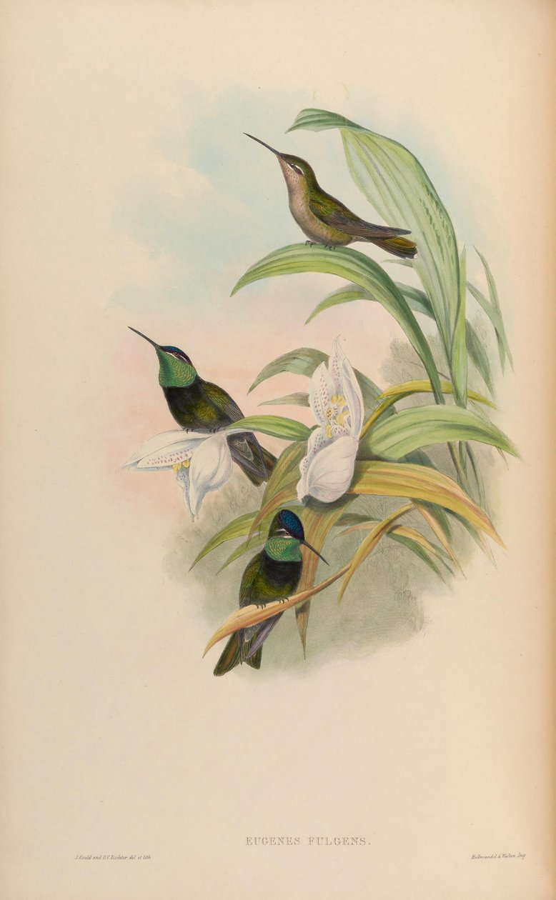 Eugenes fulgens autorstwa John Gould