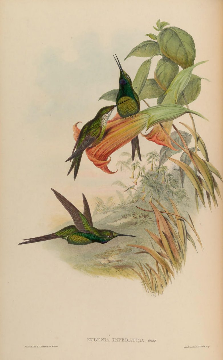 Cesarzowa Eugenia = Cesarzowa Heliodoks autorstwa John Gould