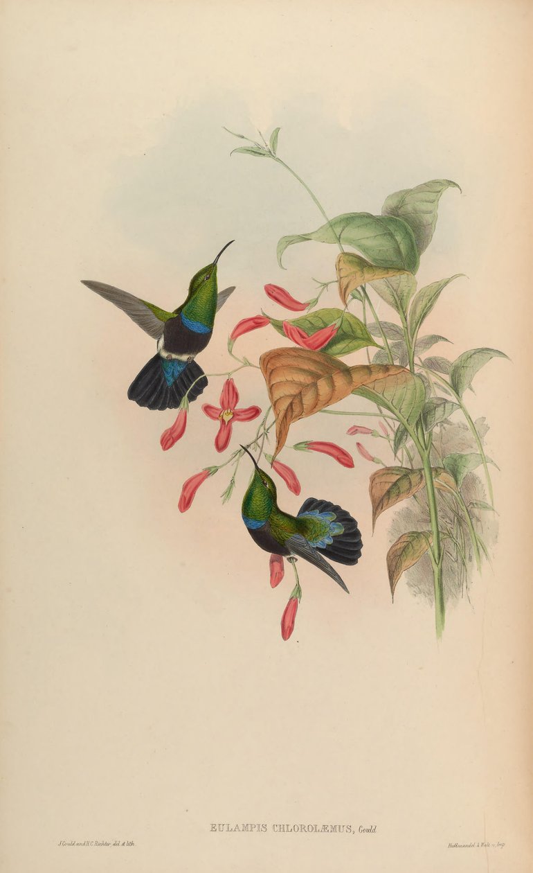 Elampis chlorolaemus = Elampis holosericeus chlorolaemus autorstwa John Gould