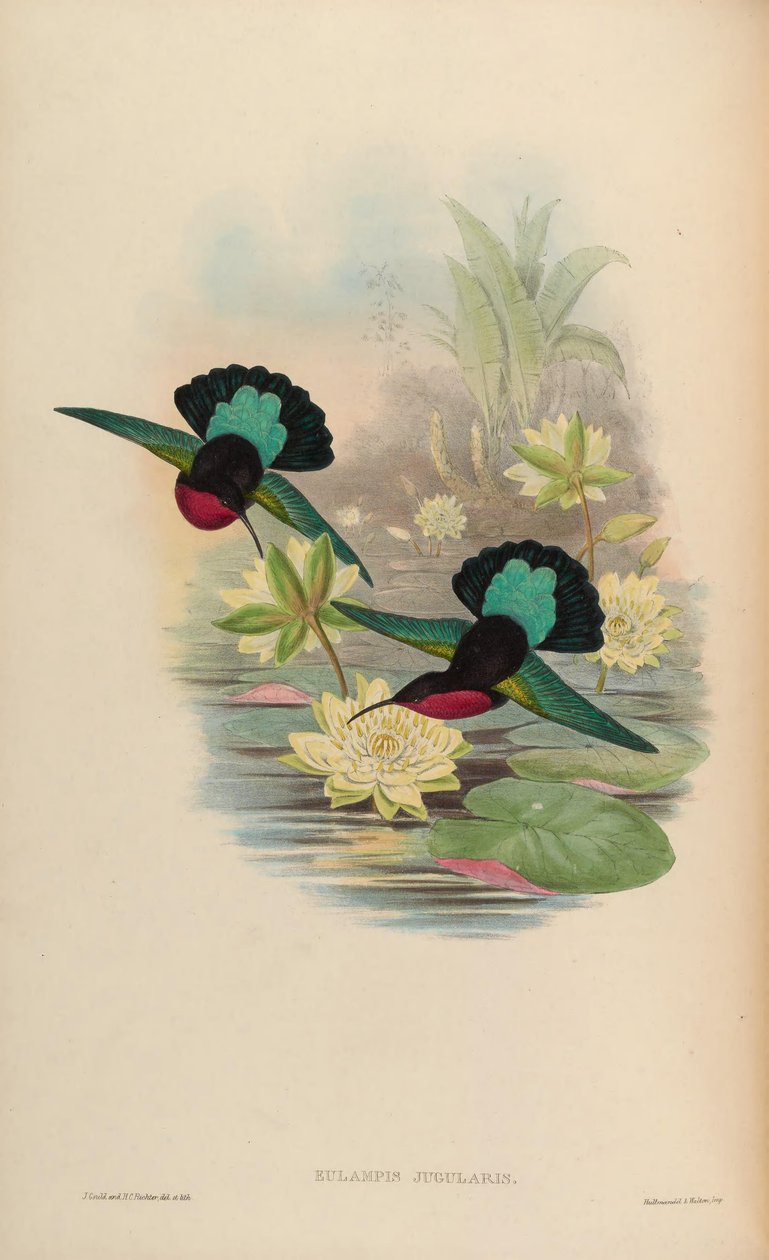Eulampis jugularis autorstwa John Gould
