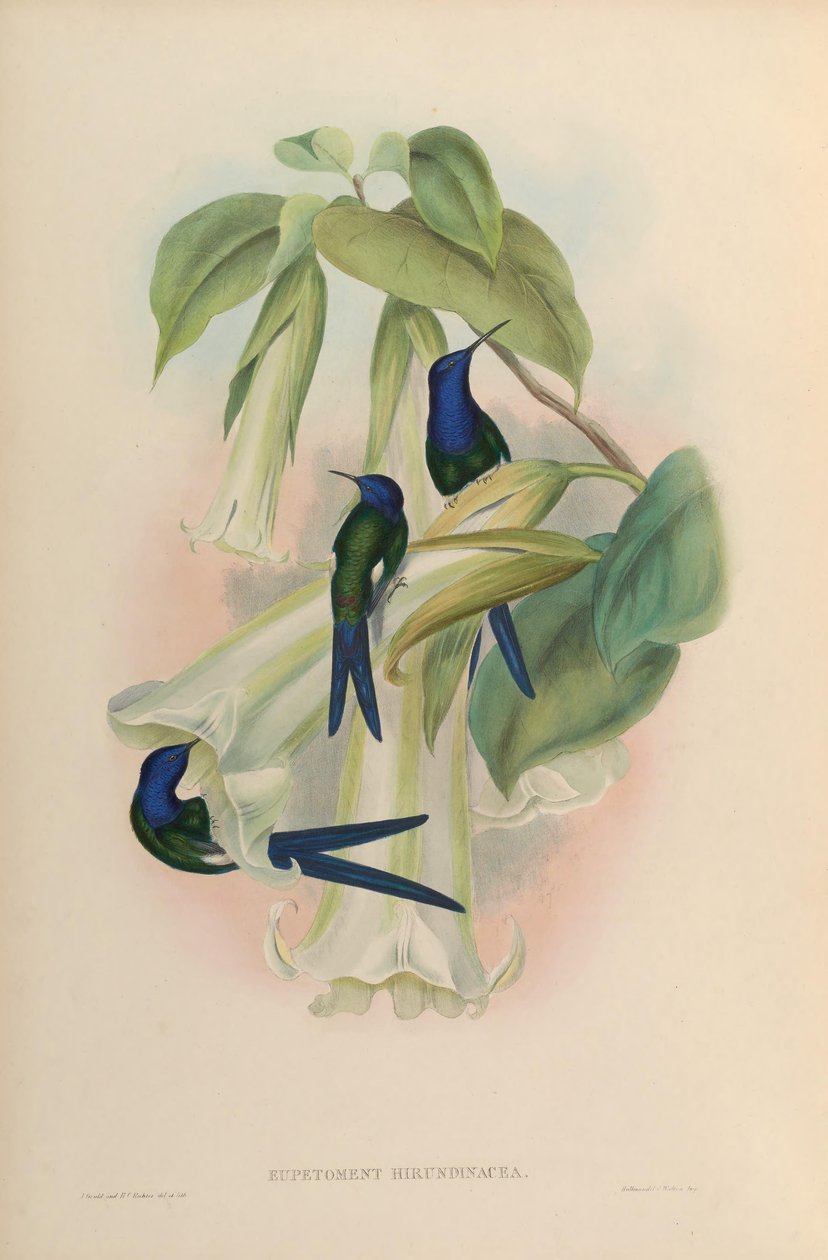 Eupetomena hirundinacea = Eupetomena macroura macroura autorstwa John Gould