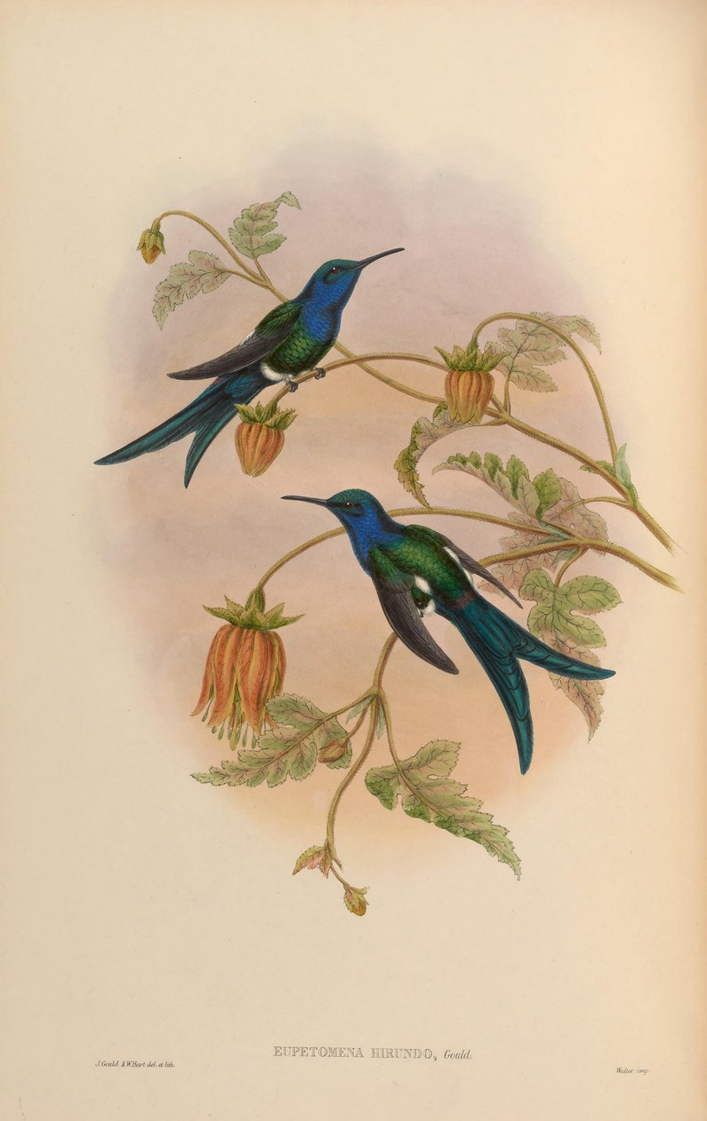 Eupetomena hirundo = Eupetomena macroura hirundo autorstwa John Gould