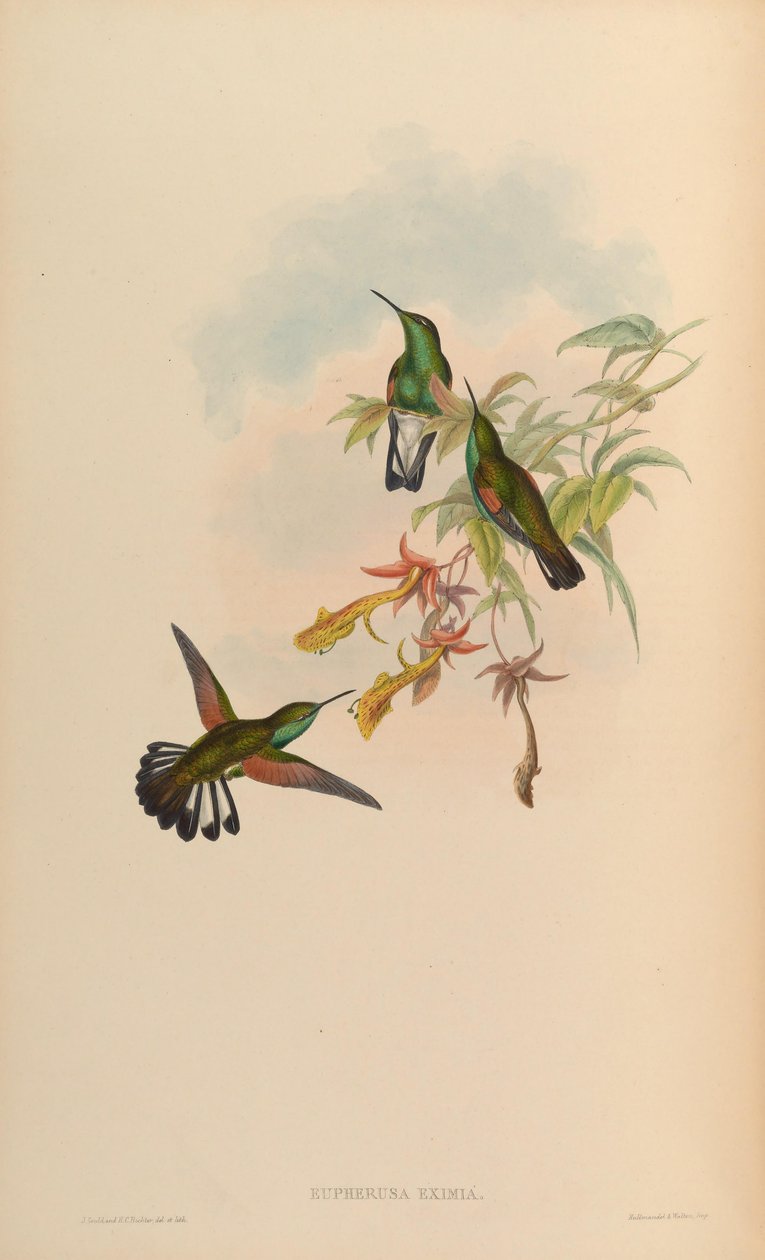 Euferusa autorstwa John Gould