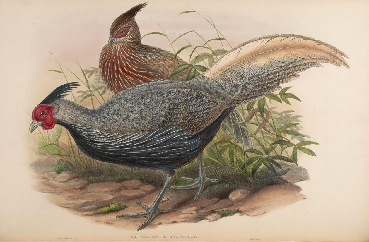 Euplocamus lineatus = Lophura leucomelanos oatesi autorstwa John Gould