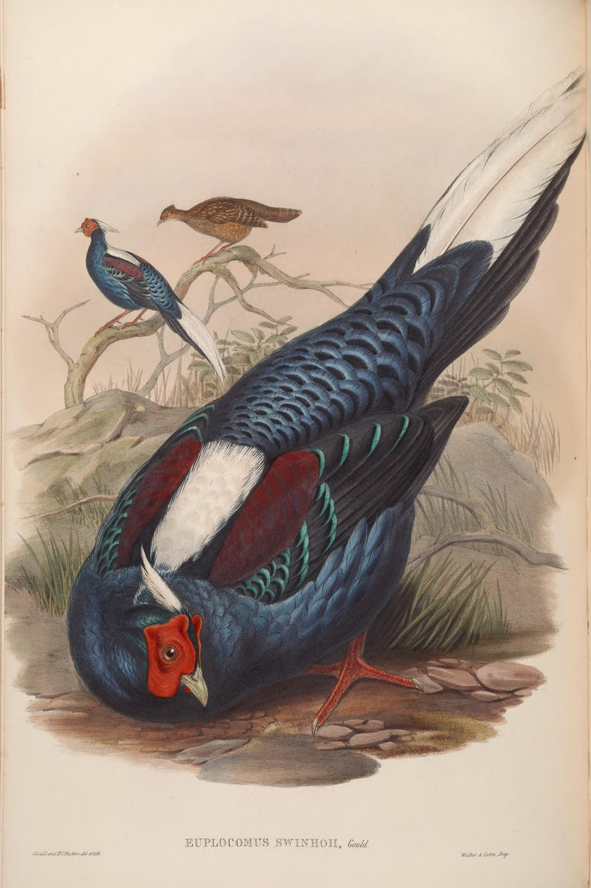 Euplocamus swinhoii = Lophura swinhoii autorstwa John Gould