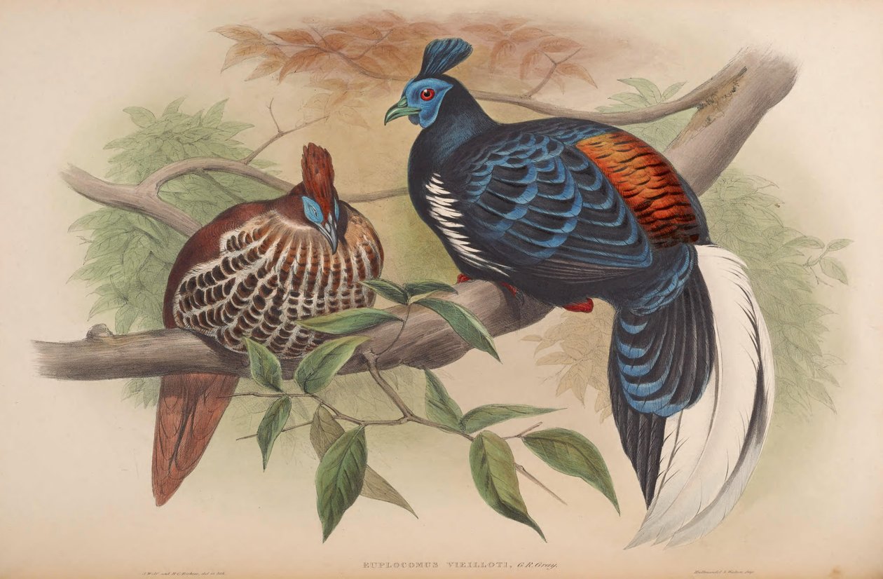Euplocamus vieilloti = Lophura ignita rufa autorstwa John Gould