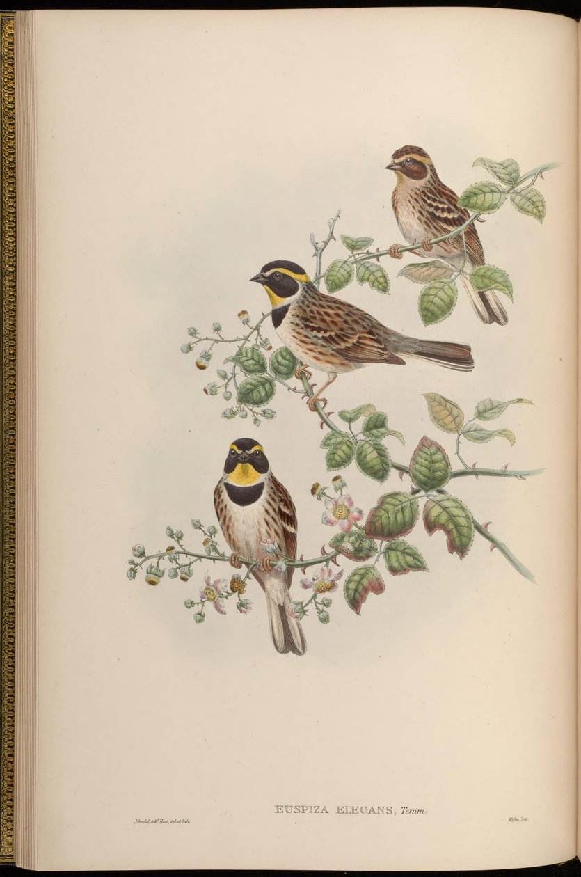 Euspiza elegans = Emberiza elegans autorstwa John Gould