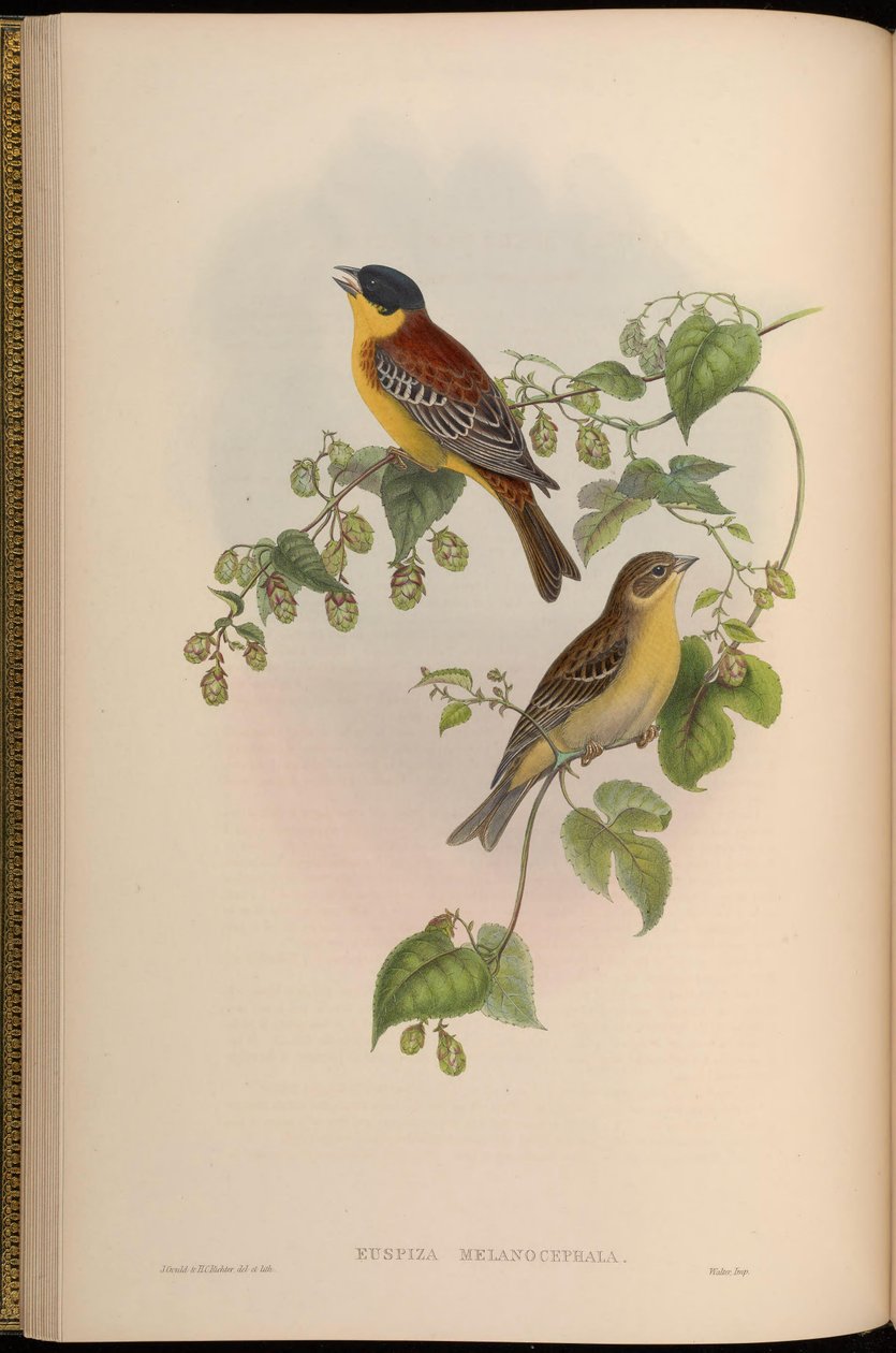 Euspiza melanocephala = Emberiza melanocephala autorstwa John Gould