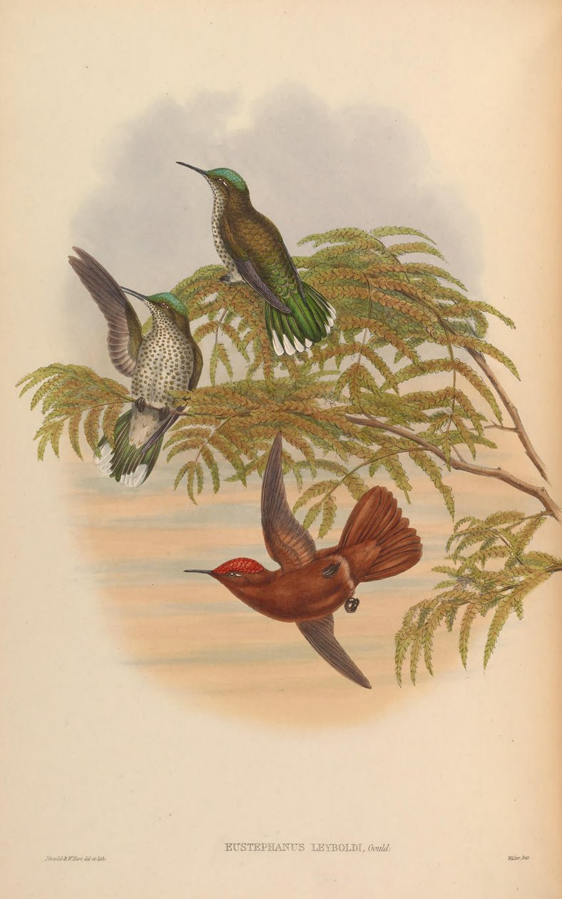 Eustephanus leyboldi = Sephanoides fernandensis leyboldi autorstwa John Gould