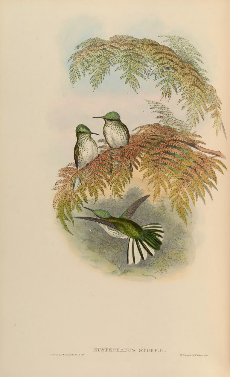 Eustephanus stokesi = Sephanoides sephaniodes autorstwa John Gould
