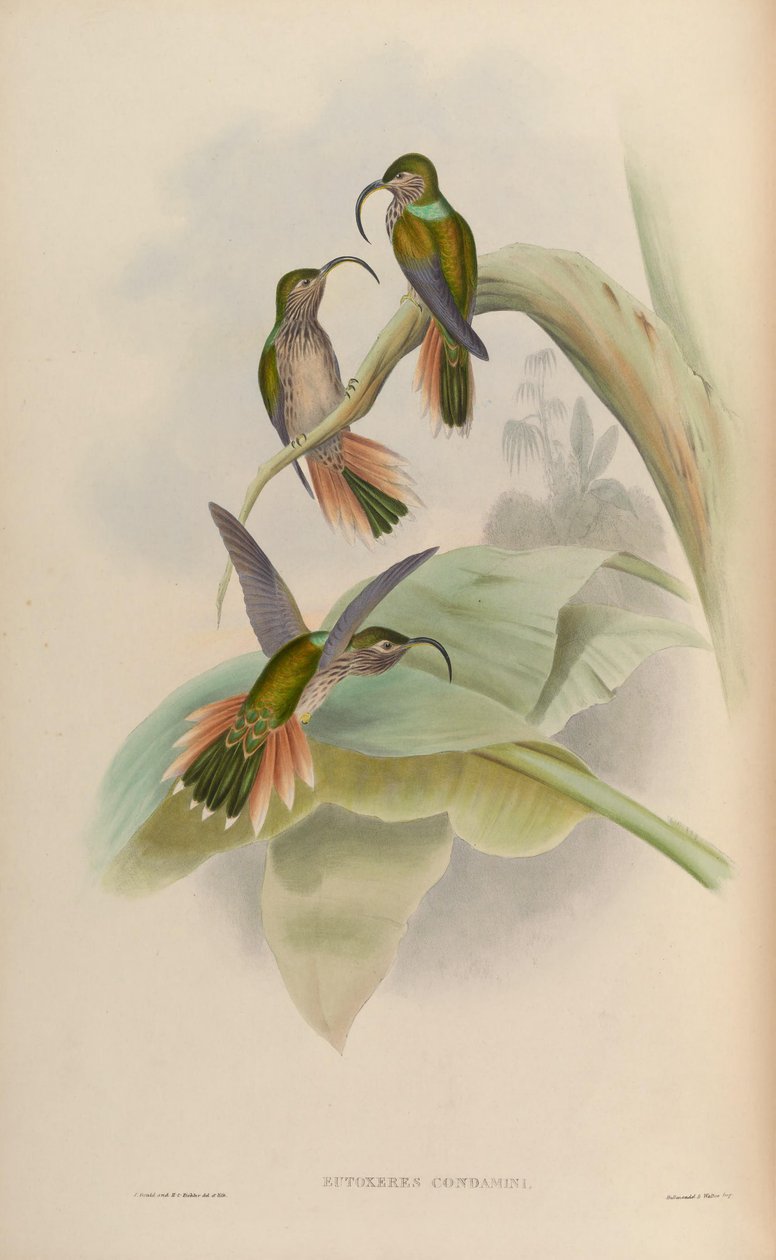 Eutogenes potępiony autorstwa John Gould