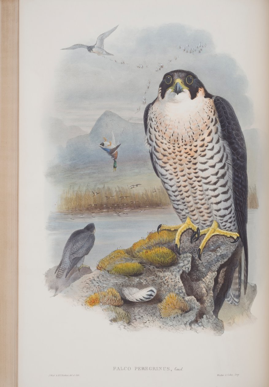Falco Peregrinus, płyta z The Birds of Great Britain autorstwa Johna Goulda, wydana w latach 1862-73 (litografia ręcznie kolorowana) autorstwa John Gould