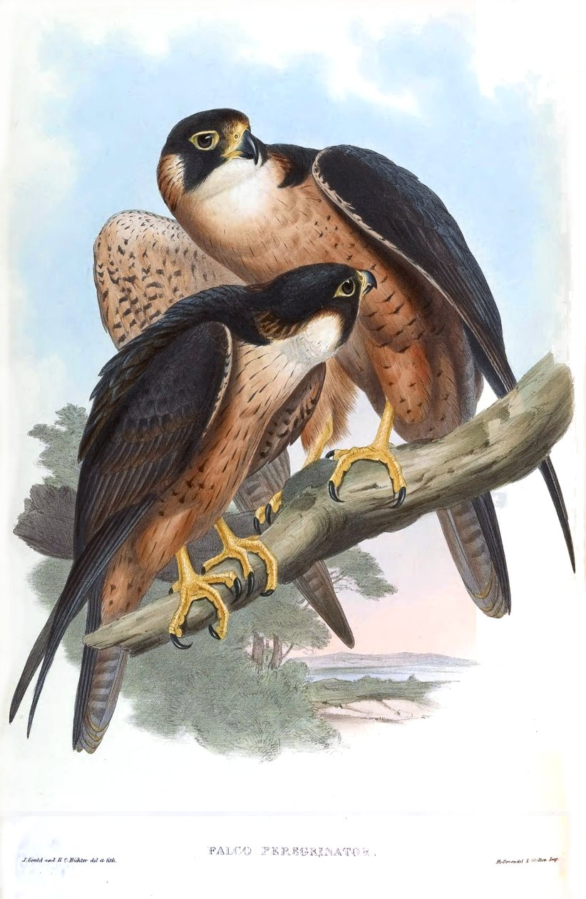 Falco peregrinator = Falco peregrinus peregrinator autorstwa John Gould