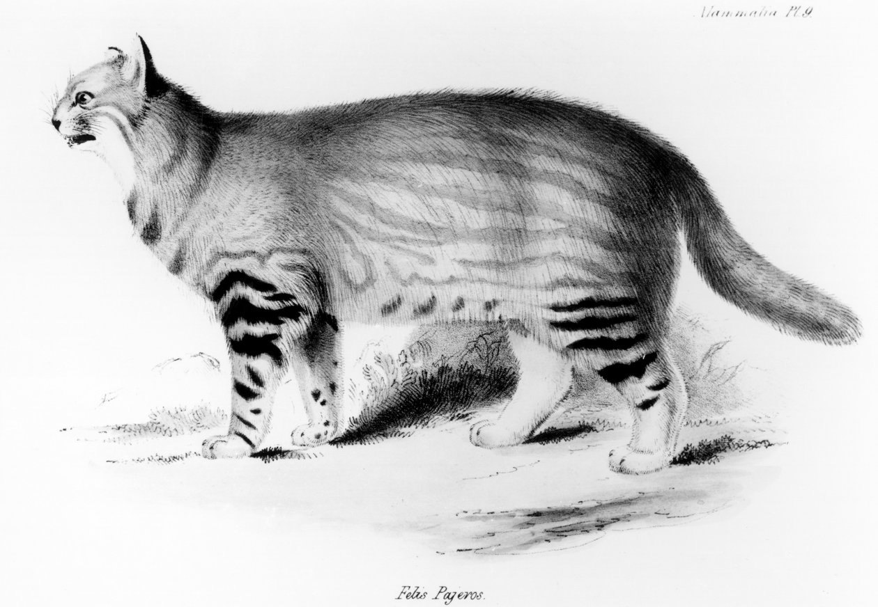 Felis Pajeros, tablica 9 z „Zoologii podróży Beagle: ssaki” Karola Darwina (1809-92) wyd. 1832-36 autorstwa John Gould