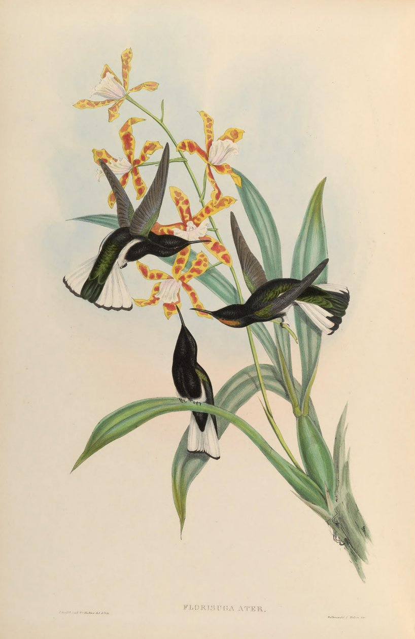 Florisuga atra = Florisuga fusca autorstwa John Gould