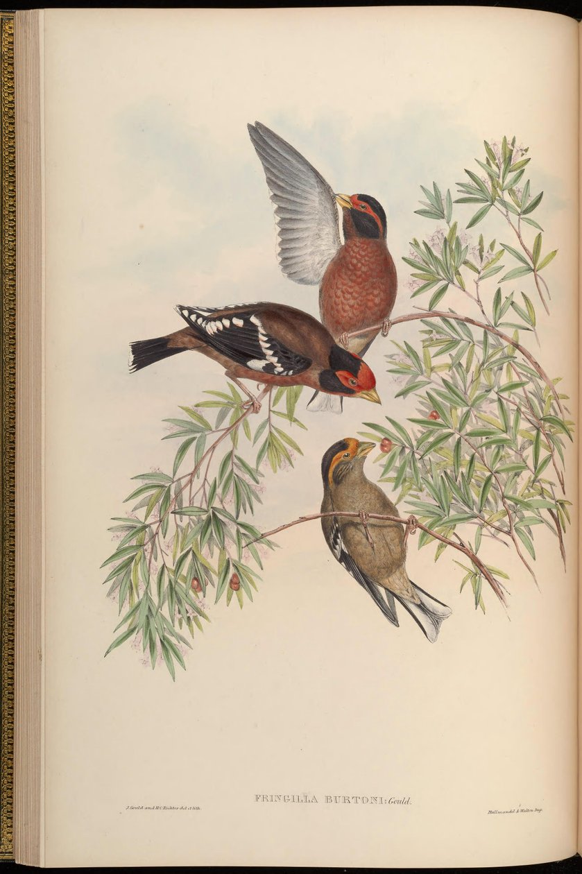 Fringilla burtoni = Callacanthis burtoni autorstwa John Gould