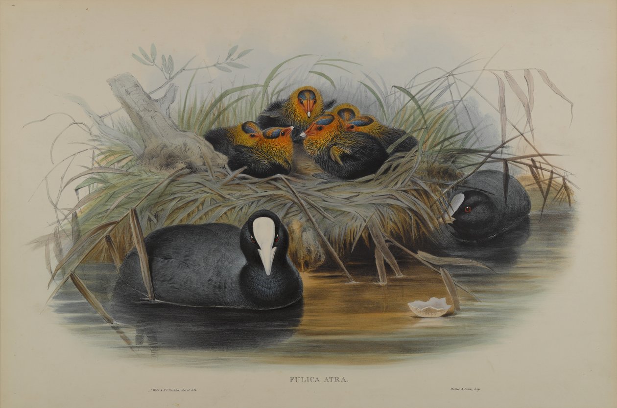 Fulica Atra autorstwa John Gould