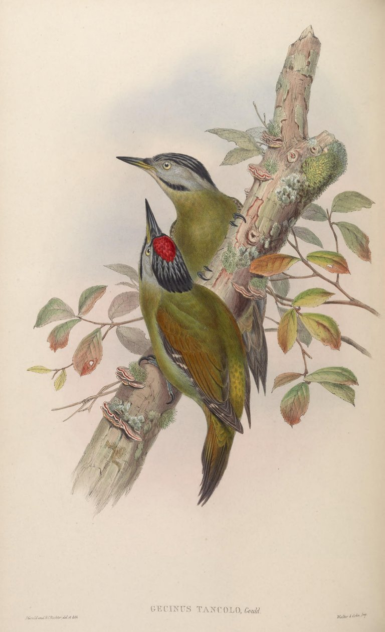 Gecinus tancolo = Pico szary tancolo autorstwa John Gould