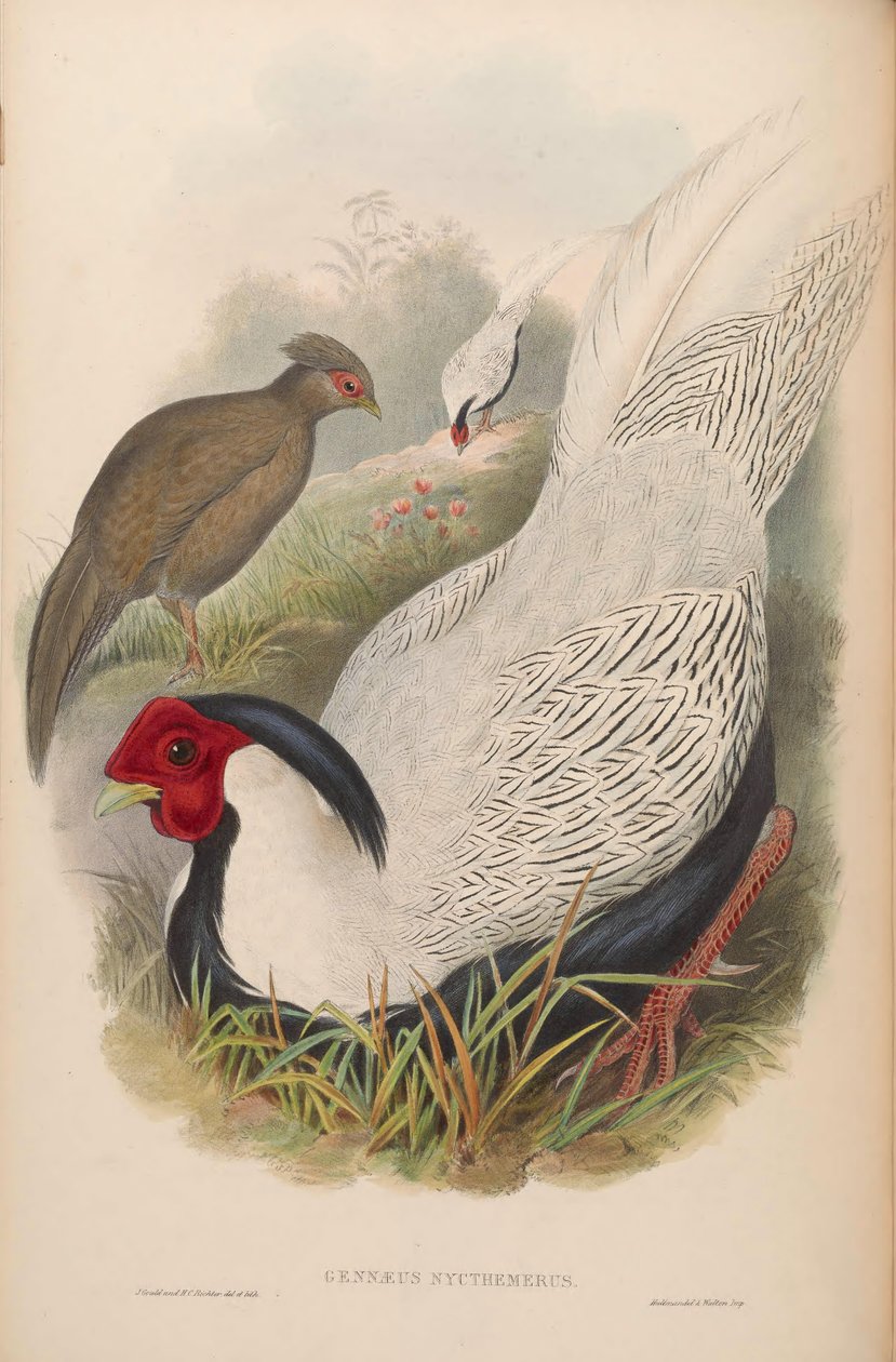 Gennaeus nycthemerus = Lophura nycthemera autorstwa John Gould