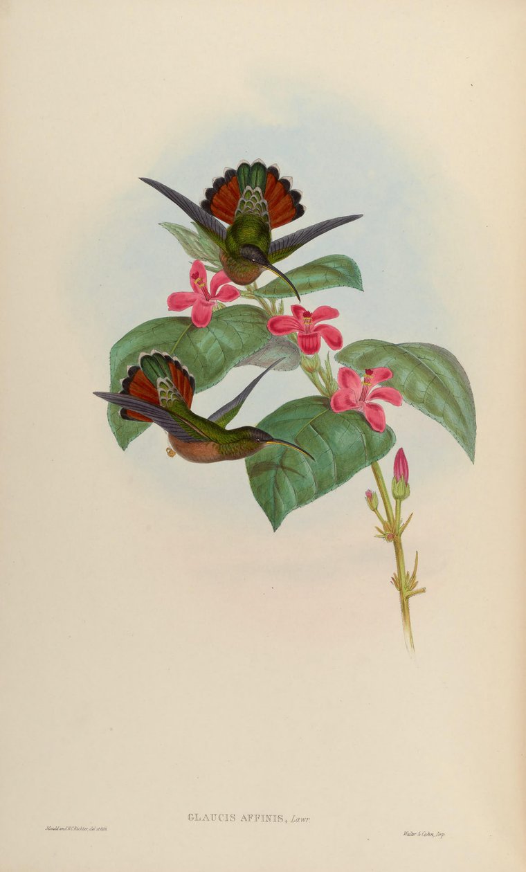 Glaucis affinis = Glaucis hirsutus hirsutus autorstwa John Gould