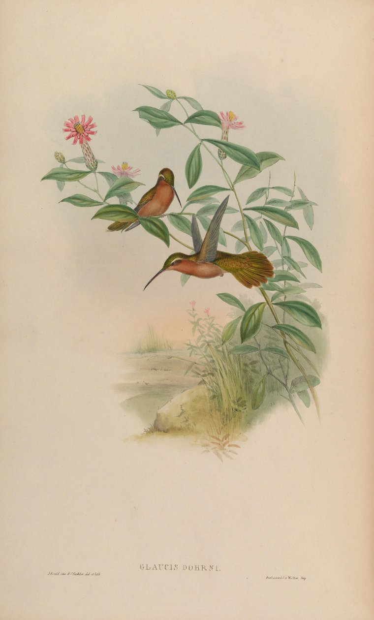 Glaucis dohrni = Glaucis dohrnii autorstwa John Gould
