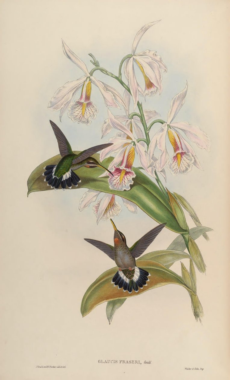 Glaucis fraseri = Threnetes ruckeri ruckeri autorstwa John Gould