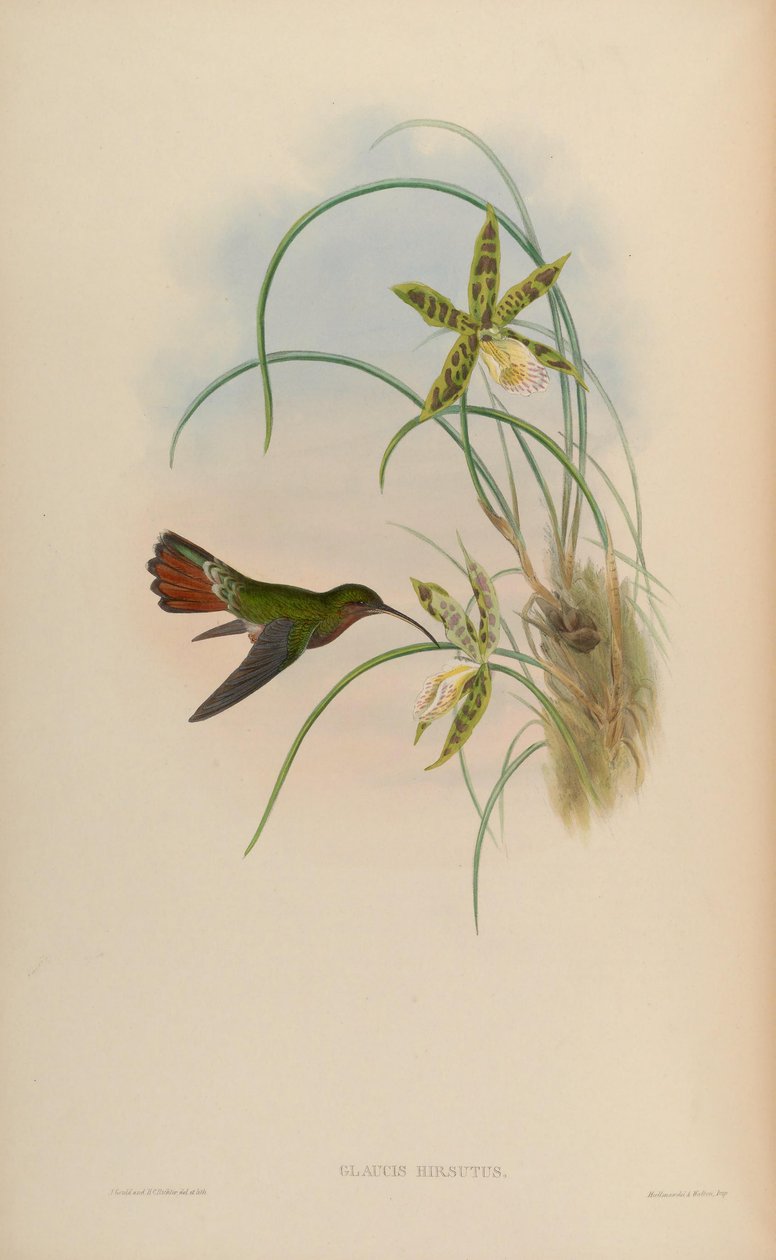Glaucis hirsutus autorstwa John Gould