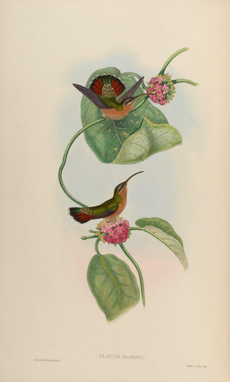 Glaucis mazeppa = Glaucis hirsutus hirsutus autorstwa John Gould