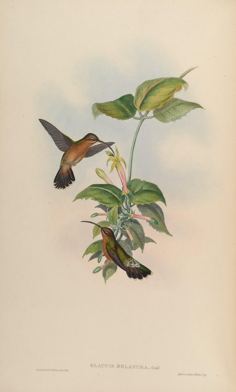 Glaucis melanura = Glaucis hirsutus hirsutus autorstwa John Gould