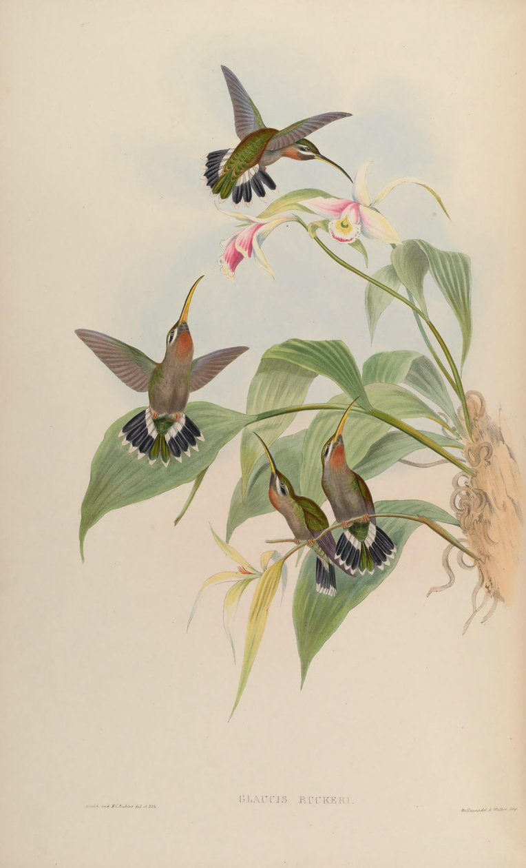 Glaucis ruckeri = Threnetes ruckeri ventosus autorstwa John Gould