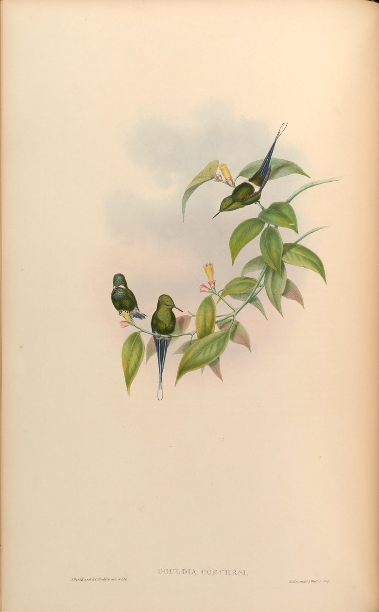 Gouldia conversi = Discosura conversii autorstwa John Gould