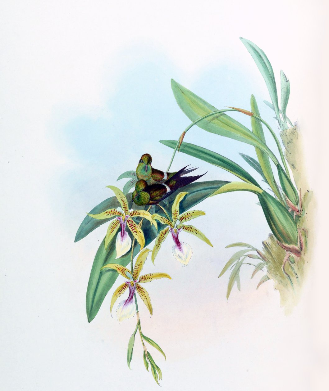 Radość Gouldia = Discosura radości z Oncidium autorstwa John Gould