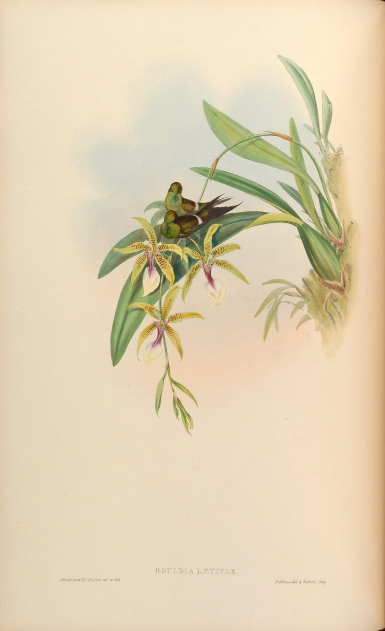 Radość Gouldia = Discosura radości z Oncidium autorstwa John Gould