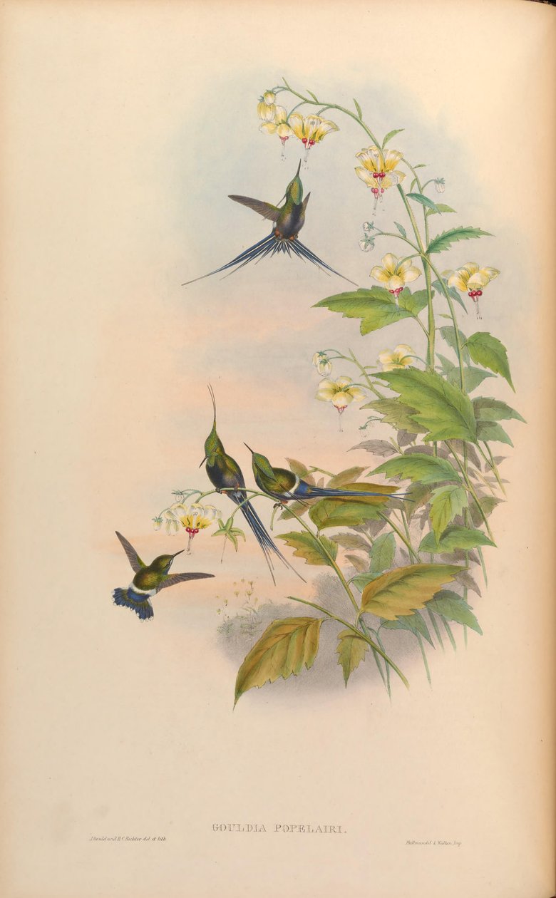 Gouldia popelairii = Discosura popelairii [2] autorstwa John Gould