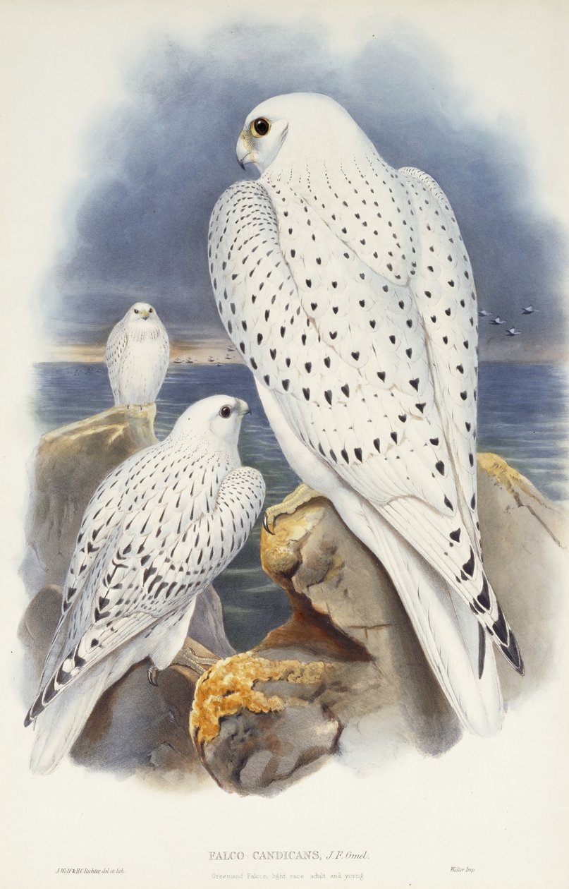 Sokół grenlandzki, 1862-1873 autorstwa John Gould