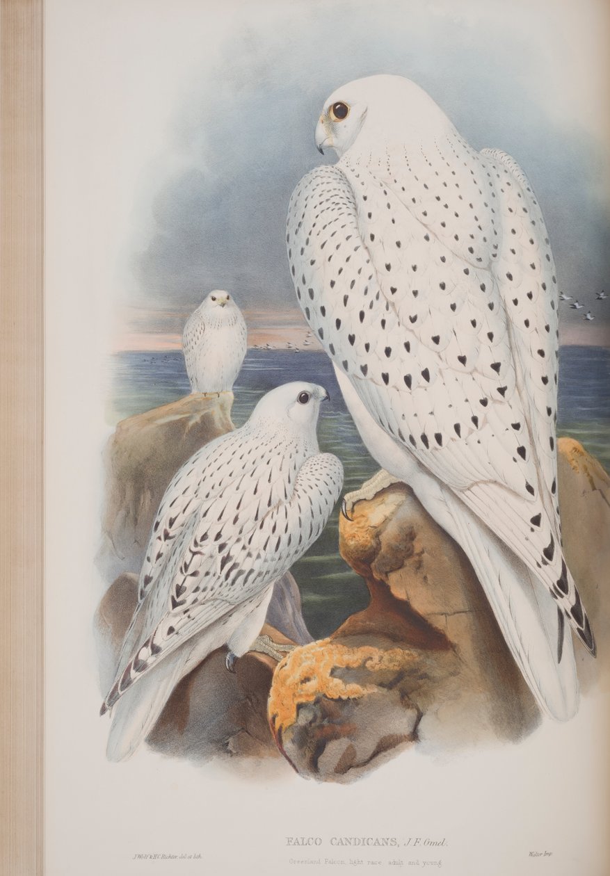 Sokół grenlandzki, płyta z The Birds of Great Britain autorstwa Johna Goulda, wydana w latach 1862-73 (litografia ręcznie kolorowana) autorstwa John Gould