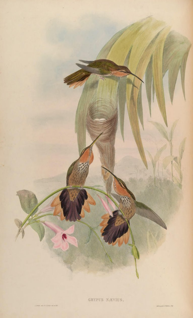 Grypus naevius = Ramphodon naevius autorstwa John Gould