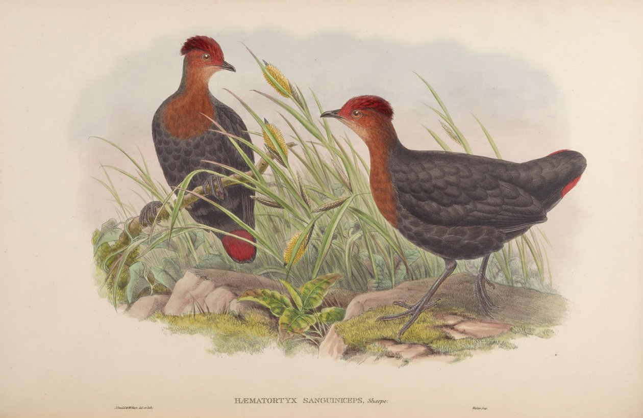 Haematortyx sanguiniceps autorstwa John Gould