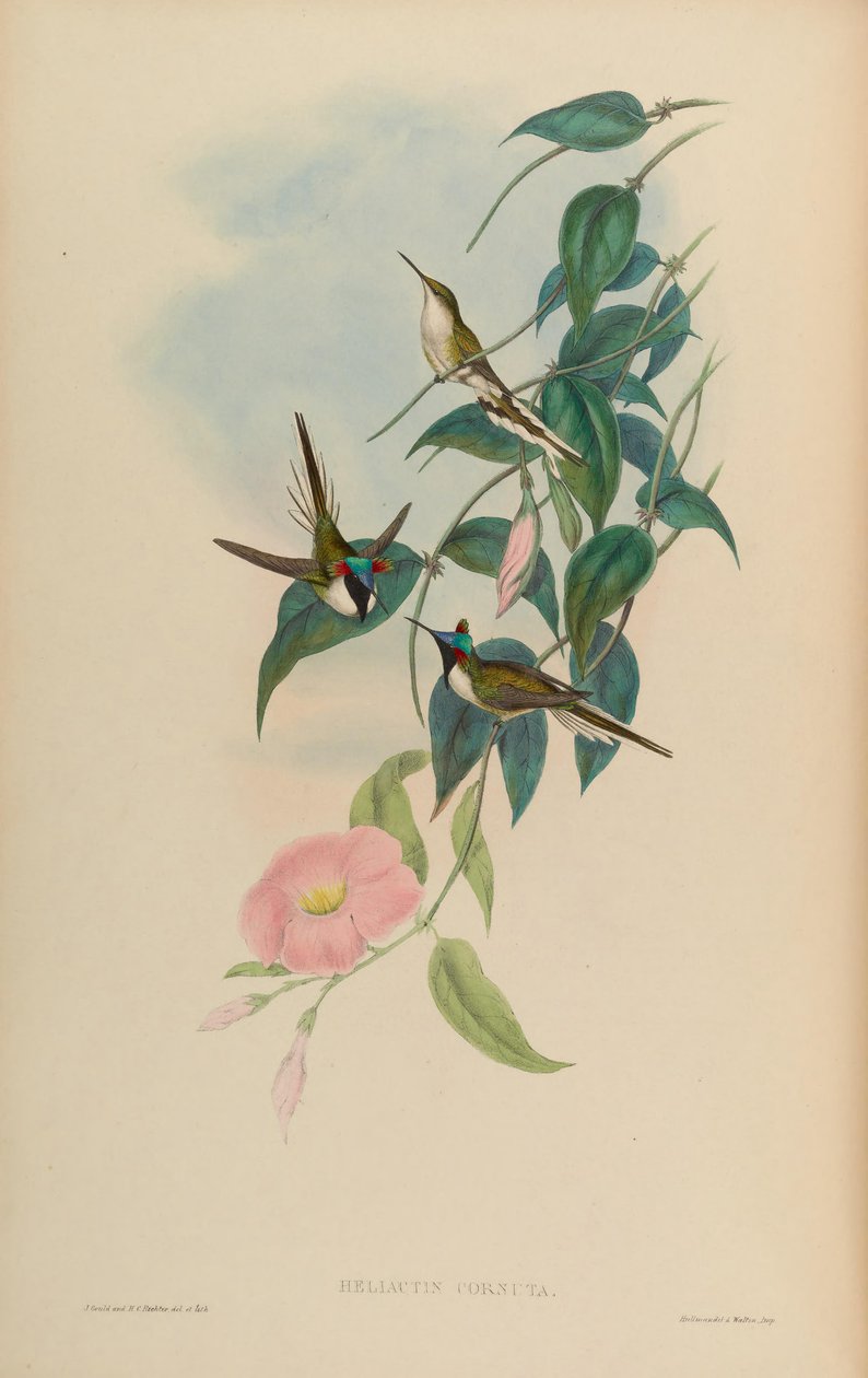 Heliactin cornuta = Heliactin bilophus autorstwa John Gould