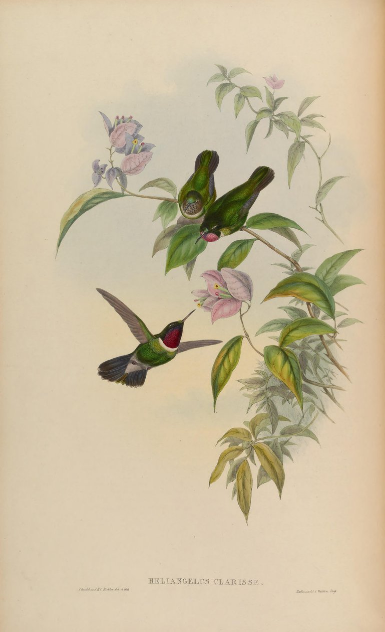 Heliangelus clarissae = Heliangelus amethysticcollis clarisse autorstwa John Gould