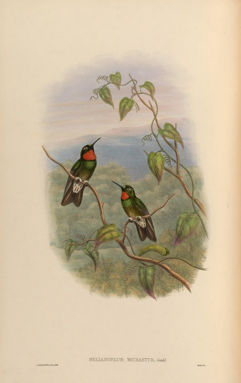 Heliangelus micrastur = Heliangelus micraster autorstwa John Gould