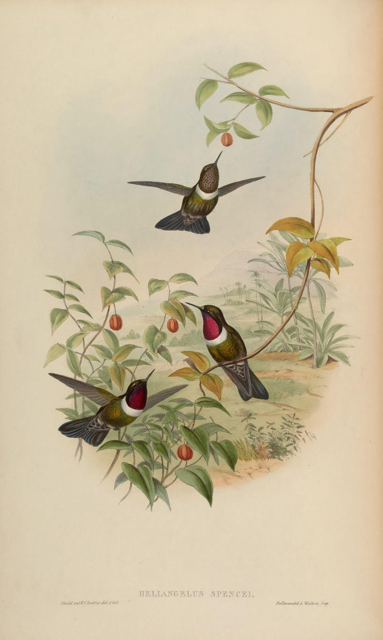 Heliangelus spencei = Heliangelus amethysticcollis spencei autorstwa John Gould