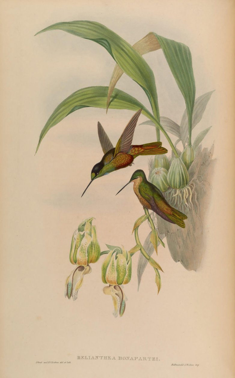 Helianthea bonapartei autorstwa John Gould