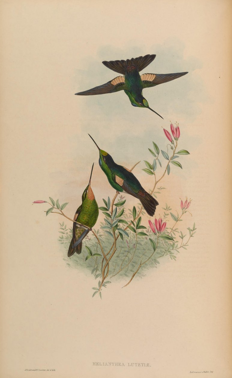 Helianthea lutetiae = Coelena lutetiae autorstwa John Gould