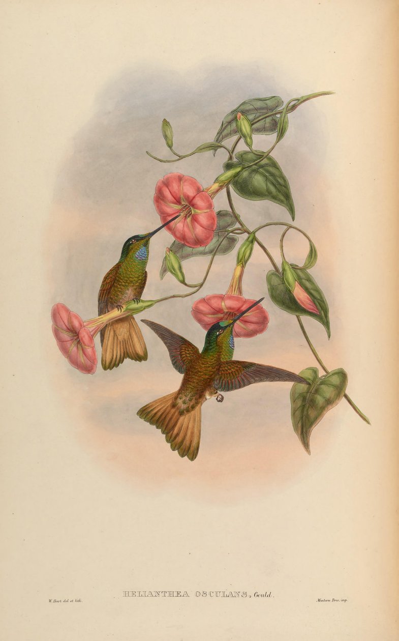 Pocałunek Helianthei = pocałunek Coeligene autorstwa John Gould